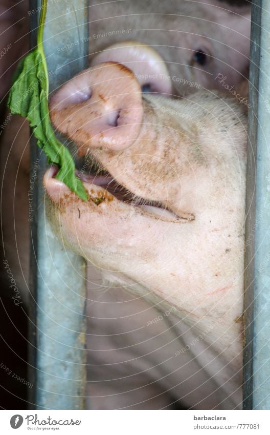 haarig | borstig Pflanze Blatt Futter Stall Tier Nutztier Schwein 2 Gitter Borsten Metall Fressen lachen Blick rosa Freude Tierliebe dankbar Leben Natur