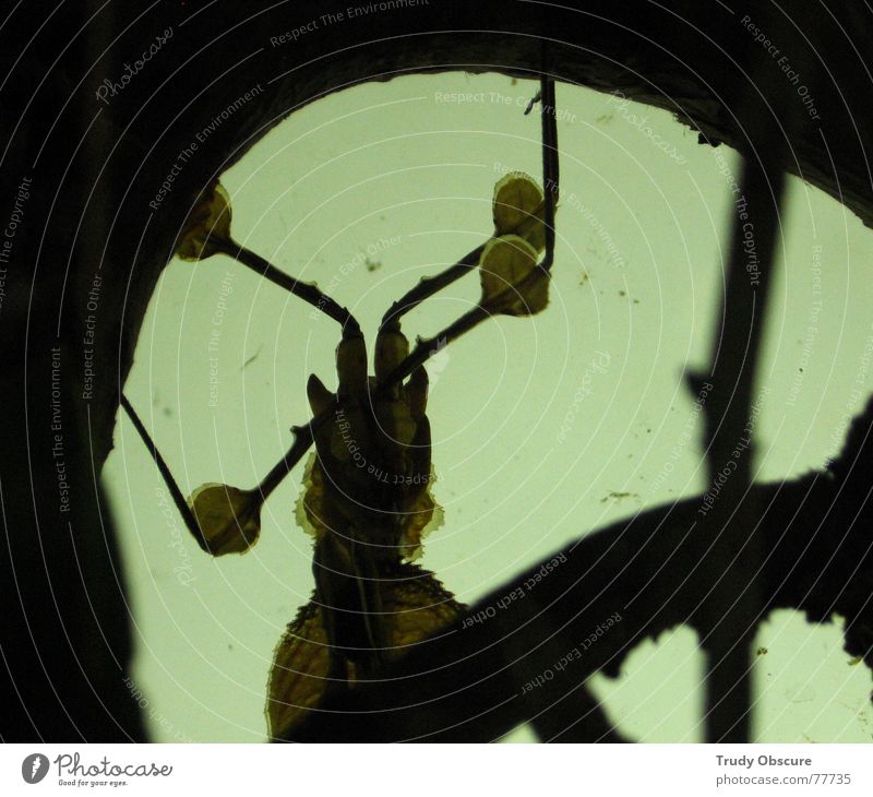 strange ones Tier Insekt Schädlinge krabbeln Lücke undefinierbar unklar unbestimmt dunkel Silhouette geschöpf Schatten bizarr fremdartig außerirdisch