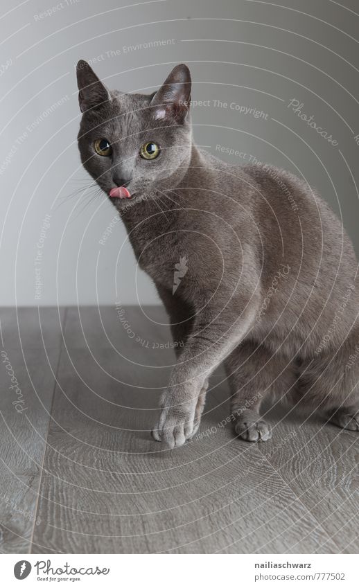 Katze leckt Maul elegant Tier kurzhaarig Haustier genießen niedlich blau grau Appetit & Hunger zunge lutschen Mahlzeit satt Hauskatze portrait porträt