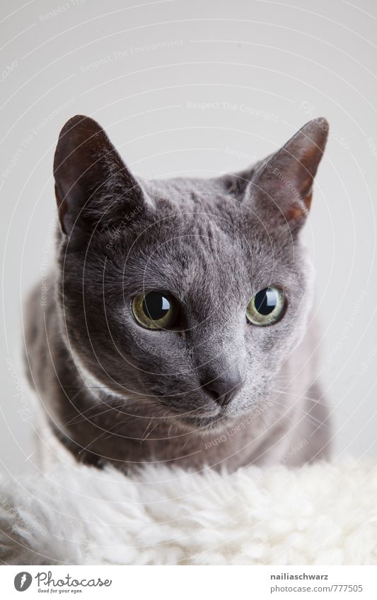 Russisch Blau elegant Tier kurzhaarig Haustier Katze Freundlichkeit Neugier niedlich schön blau grau Vertrauen Tierliebe Reinheit Interesse Erholung Idylle rein