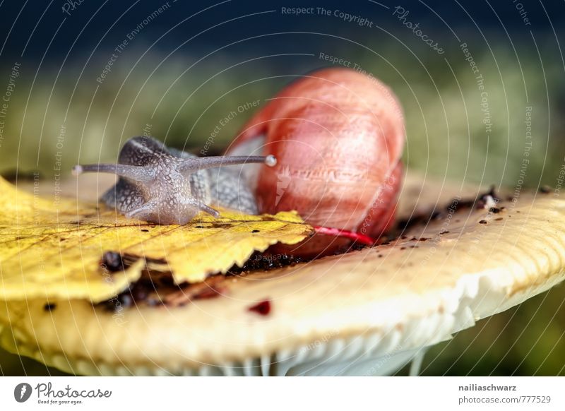 Schnecke und Pilz Tier Herbst Moos Blatt Wald Hut 1 Fressen nass niedlich weich grün rot entdecken Natur täubling waldpilz Waldboden herbstlich feucht