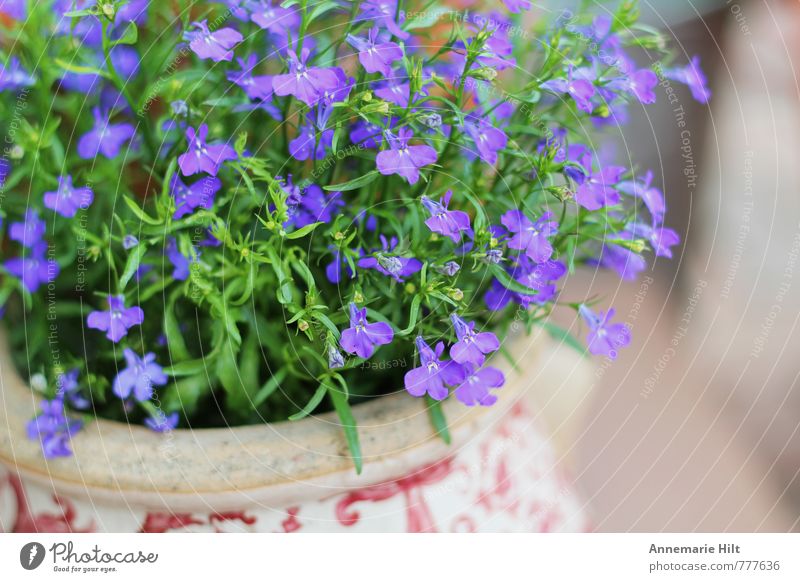 Blumentopf2 Natur Pflanze hell blau mehrfarbig violett Kräuter & Gewürze Garten Farbfoto Außenaufnahme Starke Tiefenschärfe