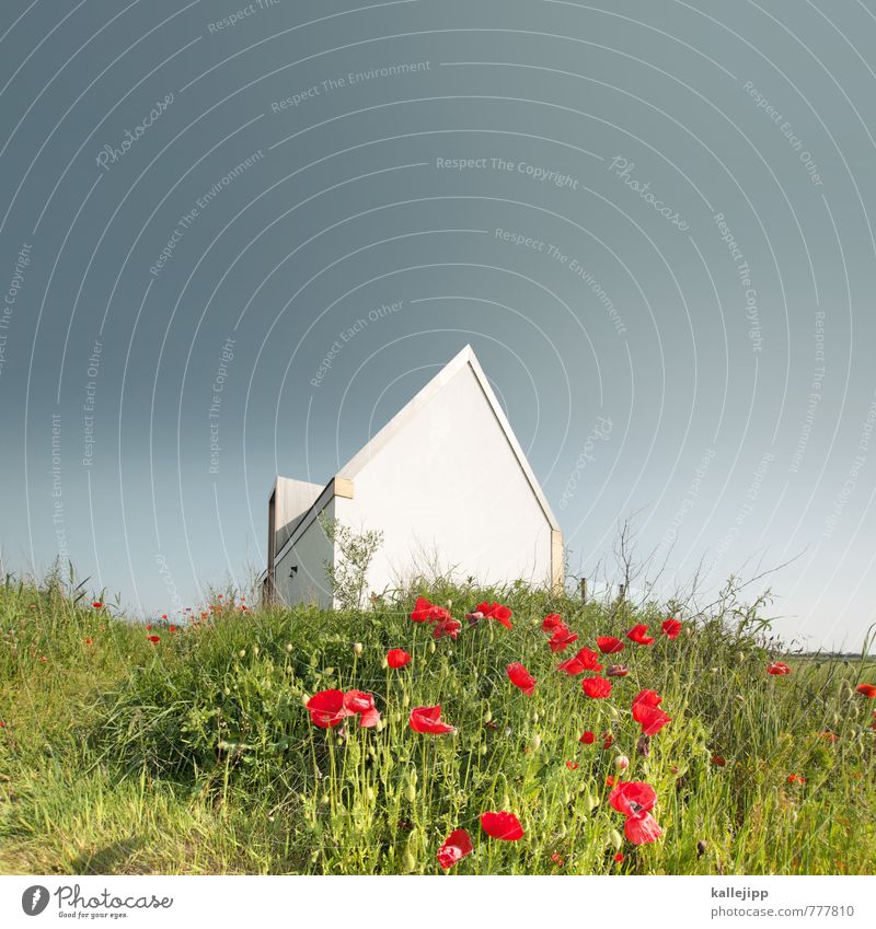 schuhkarton Haus Traumhaus Fassade Garten mehrfarbig grün rot Bausparvertrag Haushalt Wiesenblume Mohn Gebäude Immobilienmarkt Ferienhaus Farbfoto Tag Licht