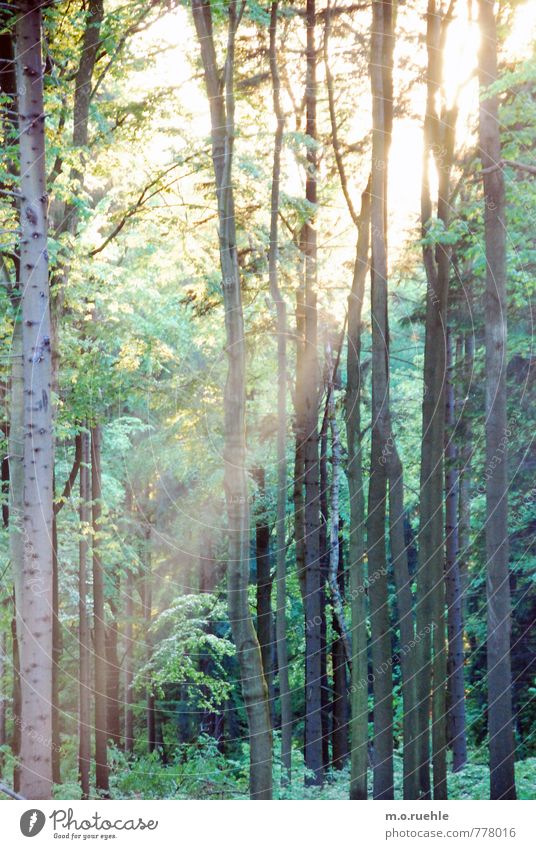 |||||||| Umwelt Natur Landschaft Pflanze Sonnenlicht Frühling Schönes Wetter Baum Gras Sträucher Farn Wald Wachstum authentisch natürlich grün Gefühle Ausdauer