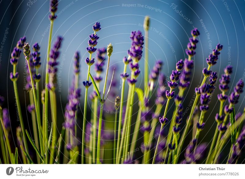 Lavendel Gesundheit Gesundheitswesen Wellness Duft Tourismus Umwelt Natur Sommer Schönes Wetter Pflanze Garten Park Blühend Erholung blau grün weiß Gelassenheit