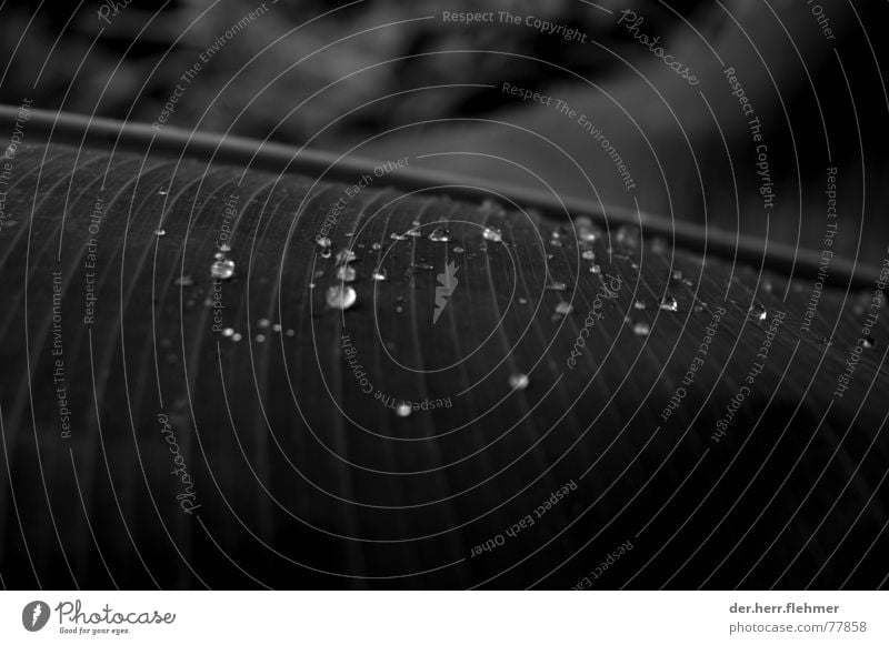 tropfen Blatt Palme Unschärfe Wassertropfen Garten vingettierung Strukturen & Formen