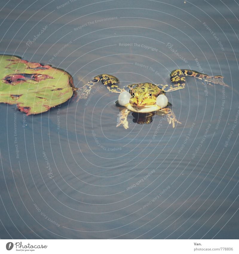 Quak Natur Tier Wasser Sommer Pflanze Blatt Seerosen Garten Teich Wildtier Frosch 1 nass grün Quaken Farbfoto Gedeckte Farben Außenaufnahme Menschenleer