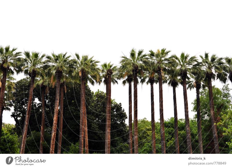 Palmenreihe exotisch Natur Landschaft Pflanze Baum Blatt Wald Wachstum hoch grün weiß Handfläche Rüssel Anhäufung tropisch vereinzelt Reihe Hintergrund Botanik