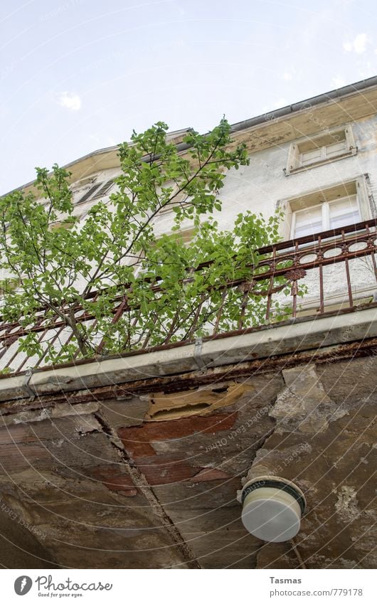 Der Lauf der Dinge Natur Himmel Sommer Pflanze Baum Sträucher Haus Fassade modern Moral Verfall Vergangenheit Vergänglichkeit Lampe Fenster Balkon verfallen