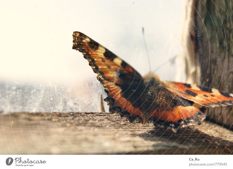 Kleiner Fuchs Tier Wildtier Schmetterling 1 Holz berühren Denken fliegen sitzen träumen warten ästhetisch schön klein trocken weich braun orange schwarz