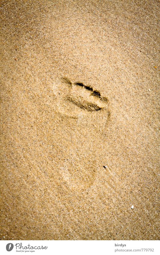 Spuren hinterlassen Sommerurlaub Strand Fußspur Sand ästhetisch positiv Wärme ruhig Leben Reinheit Bewegung einzigartig Natur rein Wege & Pfade Barfuß Tierfuß