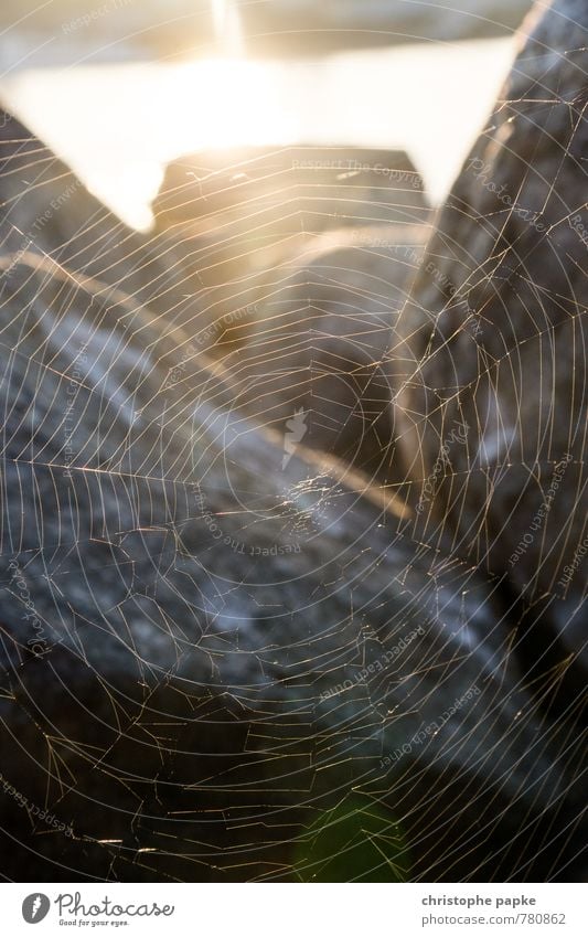 Volle Netzabdeckung Sonnenaufgang Sonnenuntergang Sonnenlicht Stein fangen hängen Spinnennetz spinnen Netzwerk netzartig Verbindung gewebt Strukturen & Formen