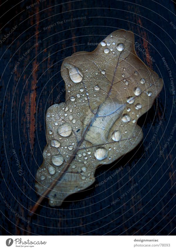 Herbsttränen Blatt Holz Faser nass Reflexion & Spiegelung Tau schwarz feucht dunkel Schlagschatten Wassertropfen fließen tauen liquide Trauer grau braun morsch