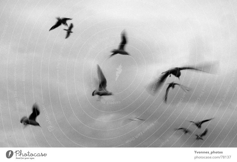 fly away with me... Vogel Möwe Wolken Geschwindigkeit dunkel grau Trauer schwarz weiß Ferne Sehnsucht Stimmung Meer Licht Horizont Vogelschwarm Himmel möven