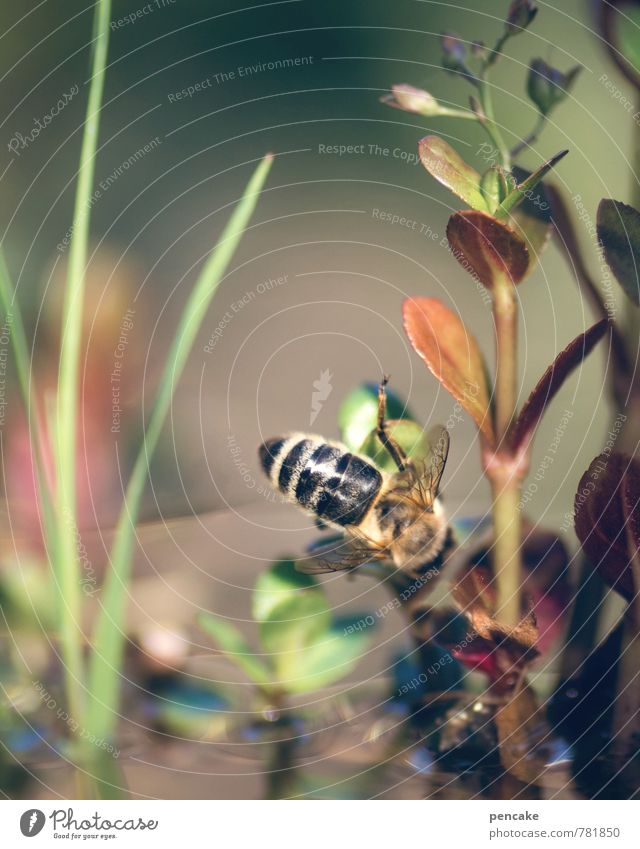 teichträume | kopfüber Natur Landschaft Urelemente Wasser Sommer Schönes Wetter Pflanze Teich Tier Biene 1 entdecken genießen ästhetisch Idylle Wasserpflanze