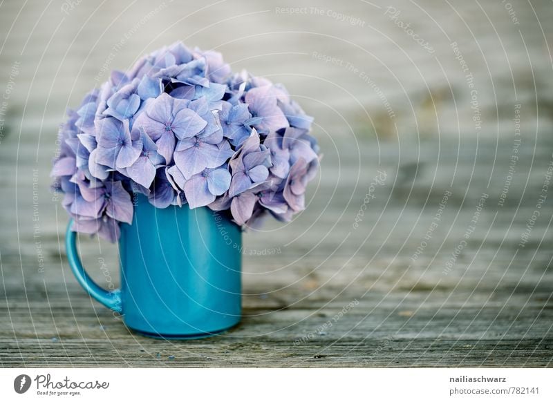 Hortensien Tasse Becher Stil Garten Tisch Blume Blüte Holz alt retro weich blau braun violett Frühlingsgefühle Romantik rein Hydrangea horstensienblüte