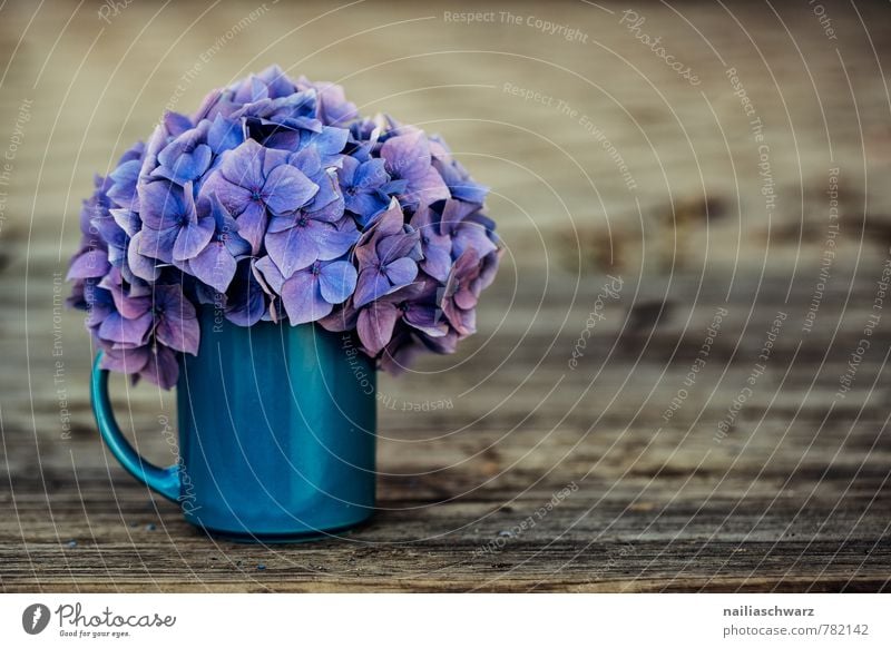 Hortensien Tasse Becher Stil Garten Tisch Blume Blüte Holz alt natürlich retro schön weich blau braun violett Frühlingsgefühle Warmherzigkeit Romantik Duft