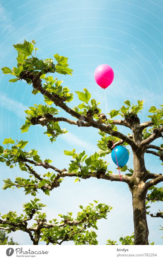 Luftballonbaum die Zweite Himmel Frühling Sommer Schönes Wetter Baum Platane leuchten oben positiv blau grün rosa Freude Lebensfreude Kindheit Blatt ästhetisch