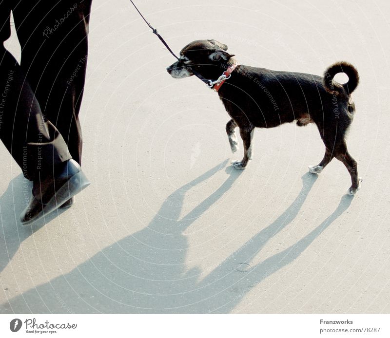 ...Schattenschwall... Hund stolzieren gehen trippeln Schwanz klein Gassi gehen Spaziergang Seil Beine elegant Straße Wege & Pfade