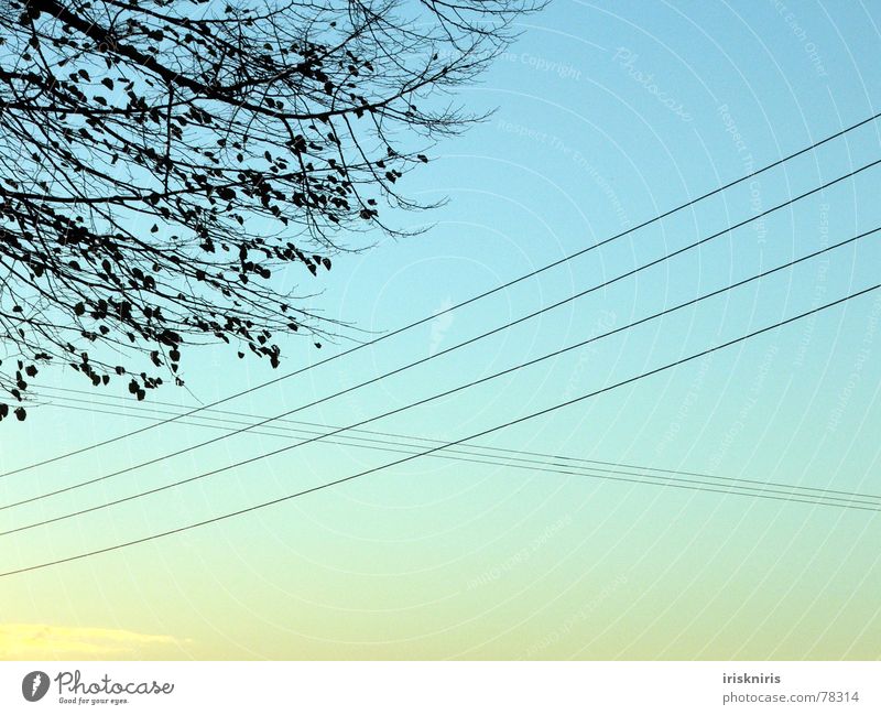 Luftkontakte Draht Herbst Dämmerung Kabel Elektrizität Leitung gekreuzt Abend Baum Blatt kalt Mischung Abenddämmerung Natur