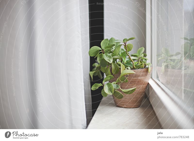 fensterbank Häusliches Leben Wohnung Vorhang Pflanze Grünpflanze Topfpflanze Zimmerpflanze Fenster Fensterbrett ästhetisch natürlich Farbfoto Innenaufnahme
