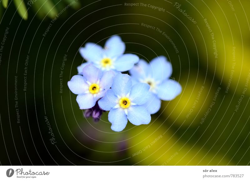 vier Sommer Umwelt Natur Pflanze Blume Blüte Vergißmeinnicht Garten ästhetisch außergewöhnlich schön klein nachhaltig natürlich positiv blau grün Gefühle Glück