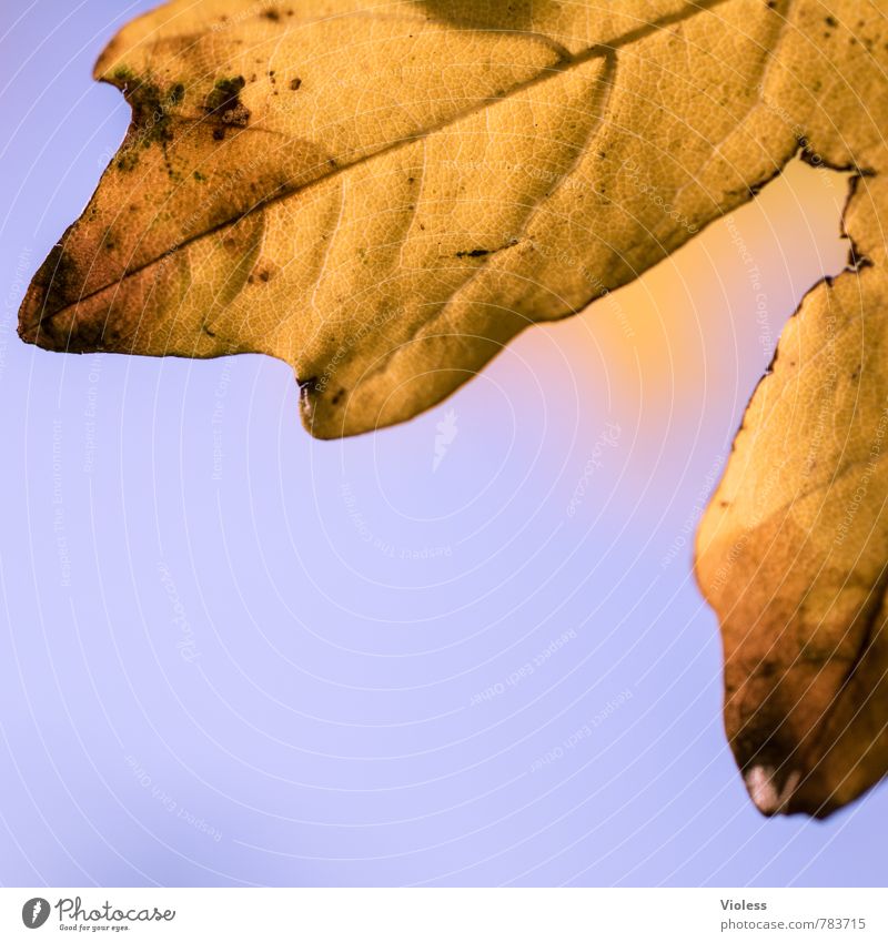 !Trash! | Eiche Natur Pflanze Blatt alt fallen gelb gold herbstlich Herbst Eichenblatt welk braun Makroaufnahme Strukturen & Formen