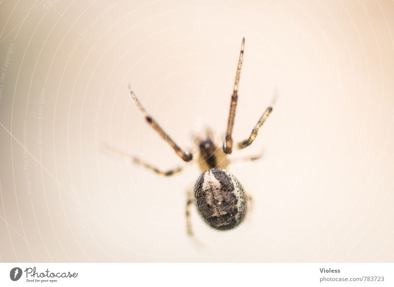 spider... Spinne 1 Tier braun Unschärfe Spinnenbeine Spinnenleib Makroaufnahme Schwache Tiefenschärfe