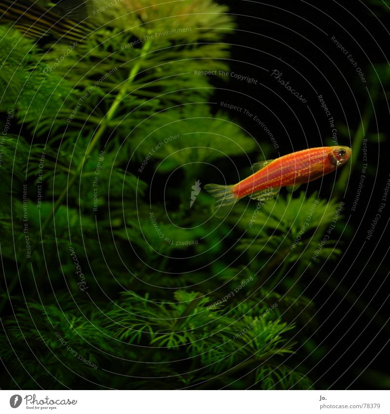 *blub* Aquarium Wasserpflanze grün rot schwarz Fisch Blubbern