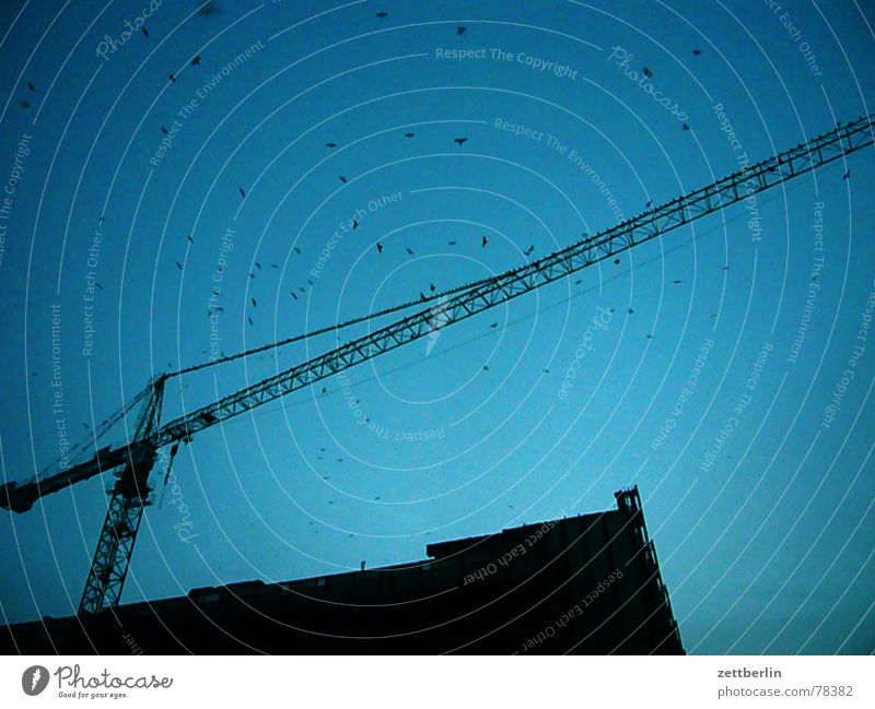 Palast der Republik Blauer Himmel Baukran Silhouette Vogelschwarm Anschnitt Bildausschnitt Detailaufnahme Baustelle himmelwärts aufwärts Ausleger