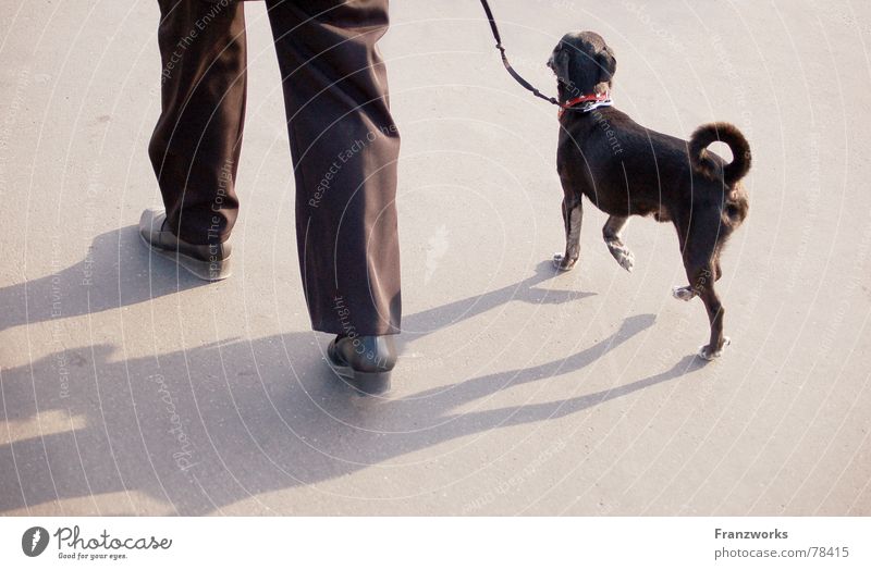 Trippelschwanz & Kringelbeinchen Hund stolzieren gehen trippeln Schwanz klein Gassi gehen Spaziergang Seil Schatten Beine elegant Straße Wege & Pfade