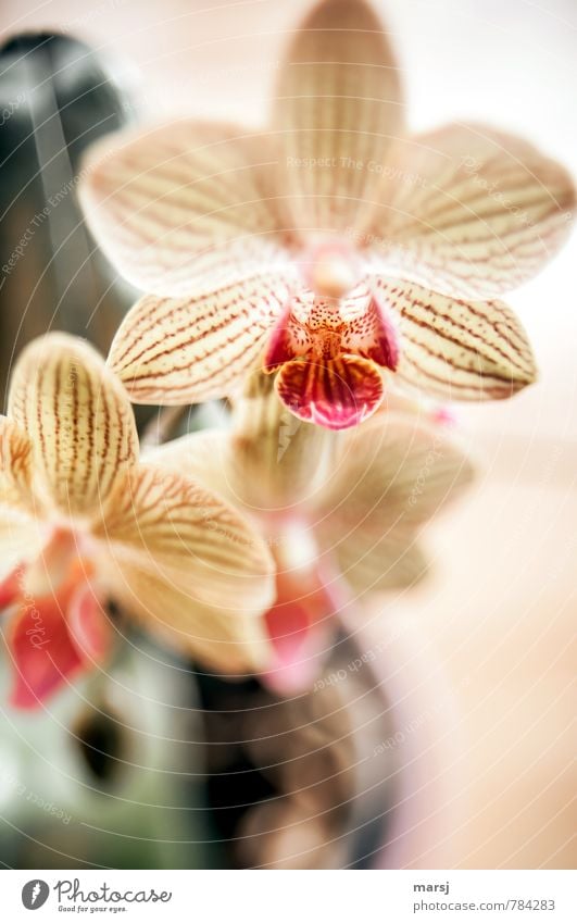 Von oben herab Natur Pflanze Blume Orchidee Topfpflanze exotisch Phalaenopsis Streifen Blühend leuchten authentisch einfach elegant Freundlichkeit frisch