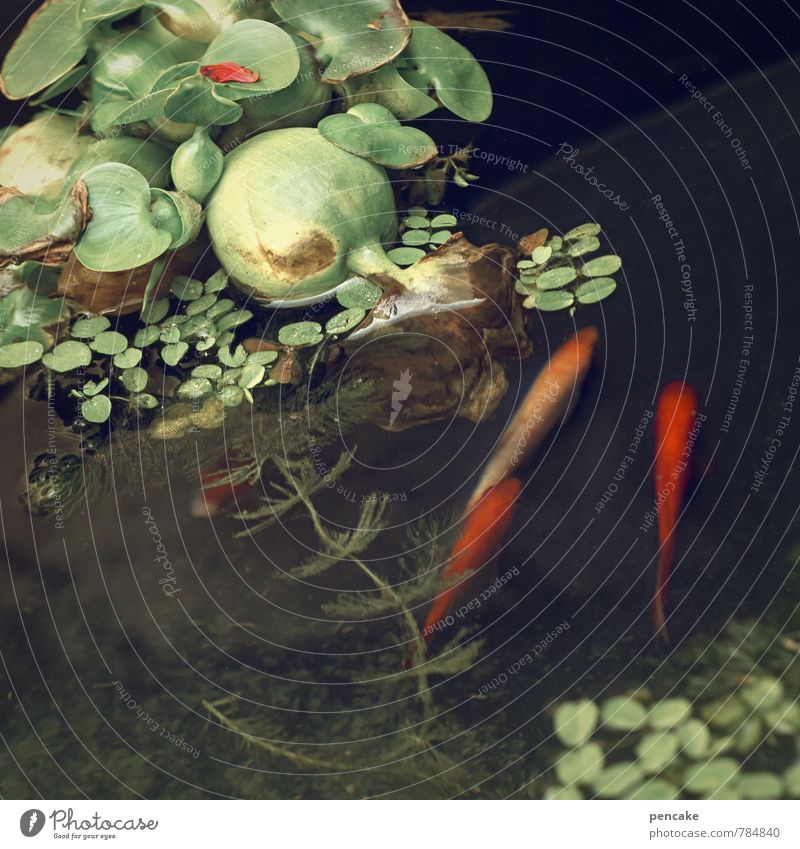 teichträume | dreierlei Natur Urelemente Wasser Sommer Pflanze Blatt Teich Tier Fisch 3 Zeichen Schwimmen & Baden ästhetisch Zusammensein Glück nass grün rot