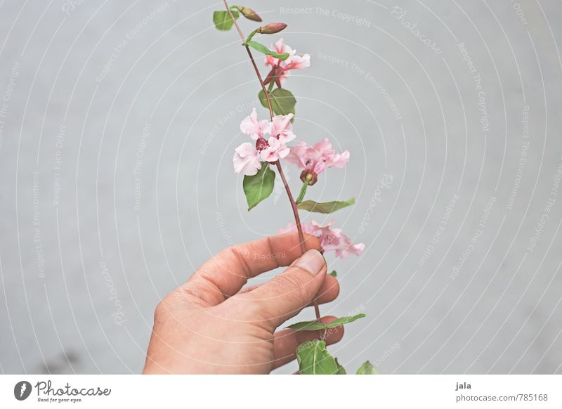 blume Mensch feminin Hand Finger Natur Pflanze Blume Blatt Blüte ästhetisch schön haltend Farbfoto Außenaufnahme Textfreiraum links Textfreiraum rechts