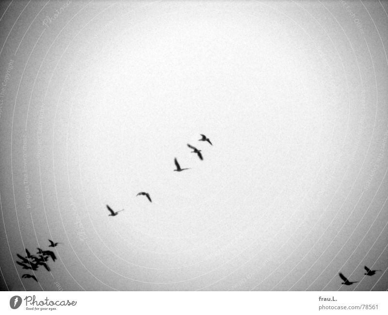 Zugvögel Gans Wildvogel Zugvogel Wildgans Formation Tier Vogel Winter Süden Luftverkehr vogelflug Schwarm Richtung Ferien & Urlaub & Reisen