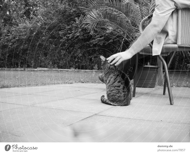 Chillout mit Katze Streicheln Mensch Garten Erholung kaz
