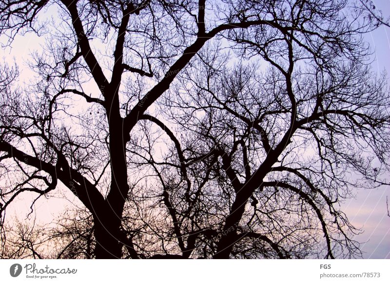 Symbol aus vergangen Tagen ruhig Natur Pflanze Himmel Wolken Horizont Herbst Baum alt ästhetisch dunkel zeitlos Baumkrone Ast beeindruckend Farbfoto mehrfarbig