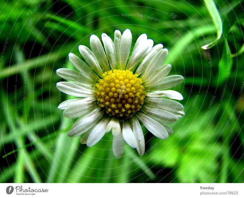 ::: Gänseblümchen ::: Ameise Biologie Blume Gras Sommer Frühling Beet klein gelb Götter Romantik Wiese Geborgenheit Sehnsucht Einsamkeit