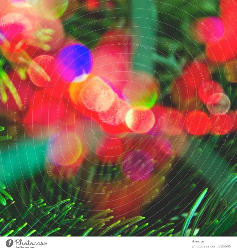 Mehrzweckdeko Feste & Feiern Karneval Weihnachten & Advent Jahrmarkt Pflanze Baum Tannenzweig Nadelbaum Tannennadel glänzend leuchten Fröhlichkeit mehrfarbig
