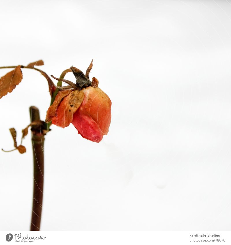 Schneeweißchen und Rosenrot widerstehen überwintern Farbfleck Winter zart Blüte Trauer Hoffnung trösten welk Vergänglichkeit aushalten Delikt verblüht Tod