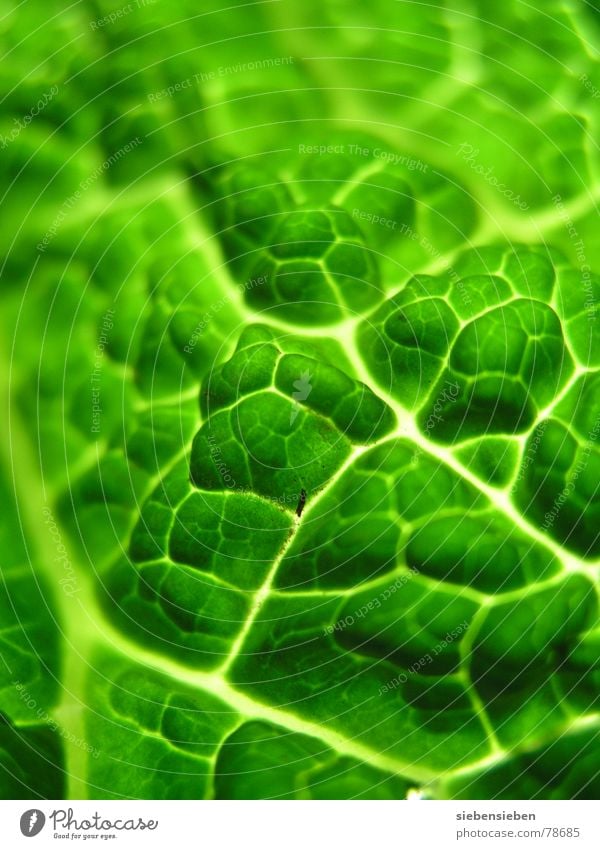 greens authentisch ökologisch rein Vitamin Composing Pflanze Lebewesen Botanik Lebensmittel roh unbearbeitet Pflanzenteile Ernährung Lebenskraft frisch
