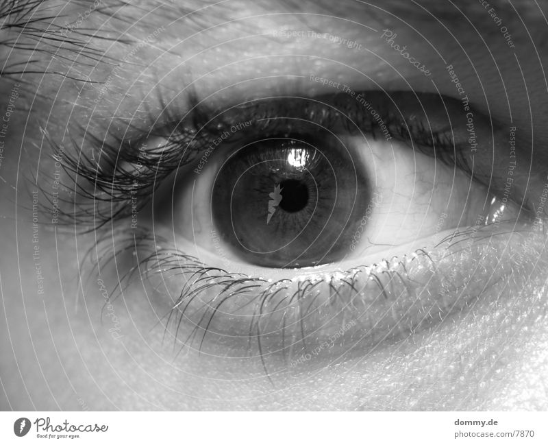Eye (Teil 1024) Wimpern braun Mensch Auge Schwarzweißfoto Regenbogenhaut kaz