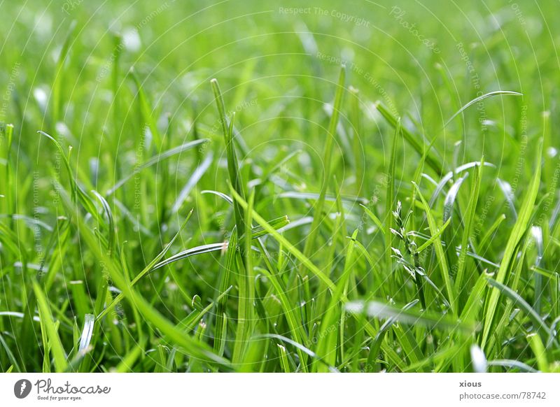 ungemäht Tiefenschärfe Gras Wiese grün Froschperspektive Sommer ruhig frisch Grünfläche Makroaufnahme Sportrasen Gelassenheit Erholung bodenhöhe Natur Garten