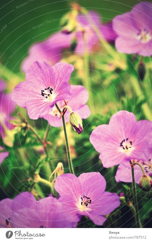 Storchenschnabel Umwelt Natur Pflanze Frühling Blume Blatt Blüte Garten Park Wiese Blühend grün violett Frühlingsgefühle sommerlich Sommer retro Außenaufnahme