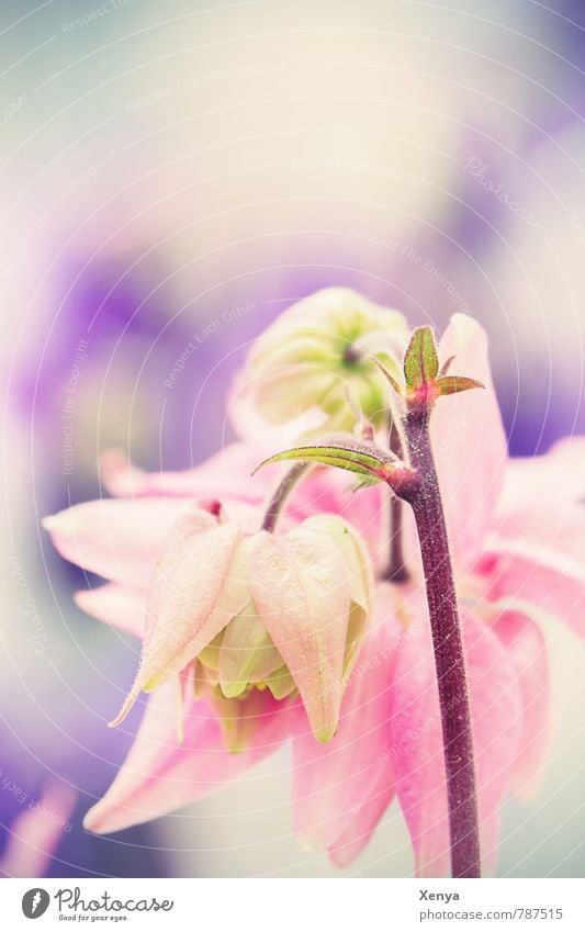 Zartschmelzend Natur Pflanze Frühling Blume Blüte Garten Blühend violett rosa zart Pastellton Außenaufnahme Menschenleer Textfreiraum oben Tag