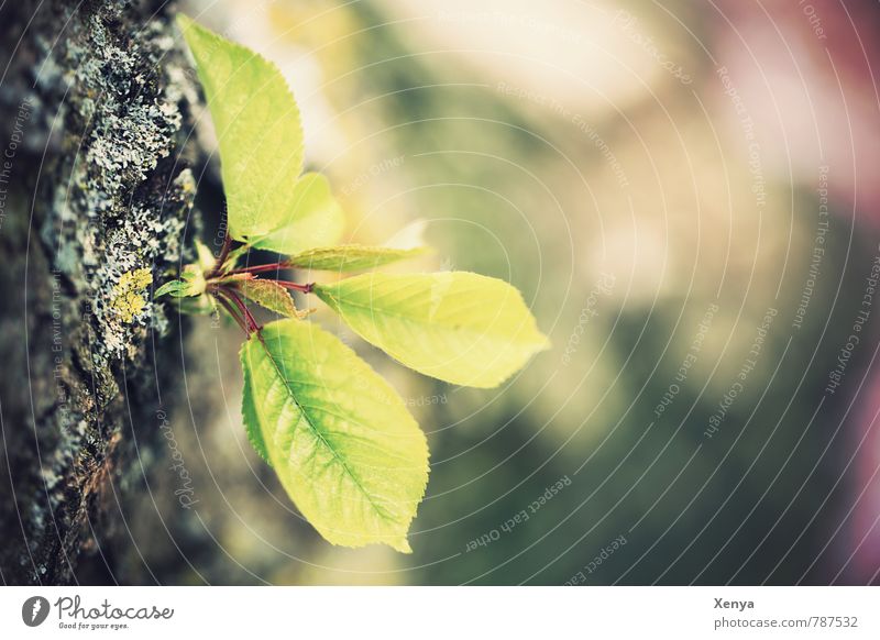 Jeder fängt mal klein an Umwelt Natur Frühling Pflanze Baum Blatt Garten Park Wald Wachstum grün Neuanfang Außenaufnahme Nahaufnahme Menschenleer