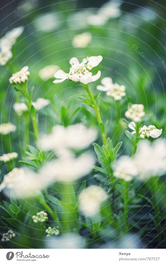 Ganz in Weiß-grün Natur Landschaft Pflanze Frühling Blume Blatt Blüte Garten Wiese Blühend frisch weiß Frühlingsgefühle ruhig saftig Außenaufnahme Menschenleer