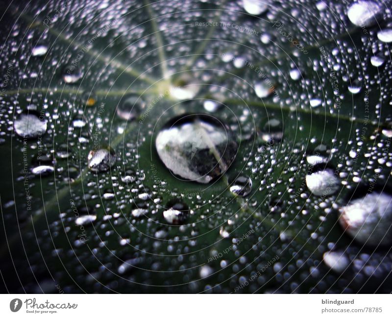 Liquid Silver liquide Blatt grün nass frisch Licht glänzend nah Regen blitzen Gewitterregen groß klein Makroaufnahme Wasser Tränen Wassertropfen