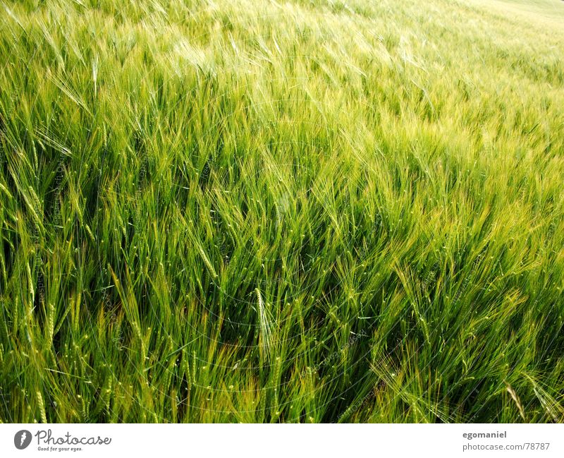 Getreide im Wind Roggen Weizen Gerste Frühling Feld Landwirtschaft Wachstum Ackerbau Außenaufnahme Pflanze grün Wiese Lebensmittel anbauen wachsen lassen Ernte