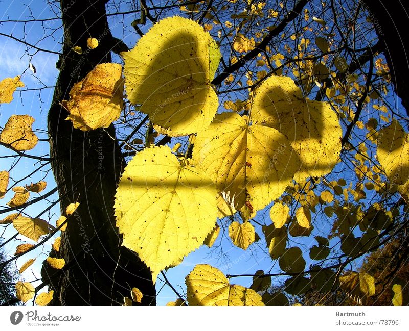Blattgold Herbstlaub Lindenblatt hell Garten Park laub vor blauem himmel letzte blätter laub im gegenlicht gelbe blätter
